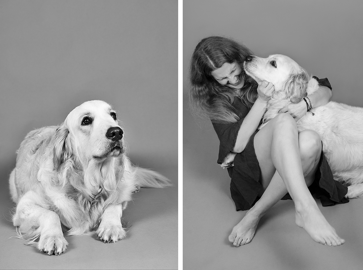 black and white golden retriever