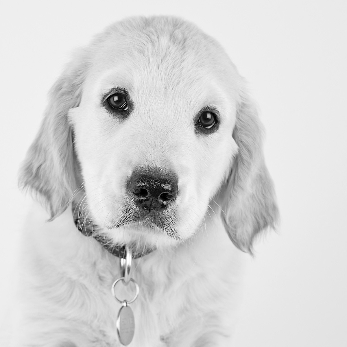 golden retriever puppy portrait