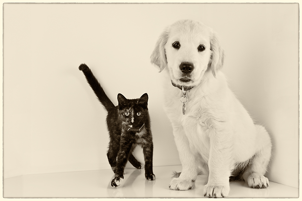 puppy and kitten together