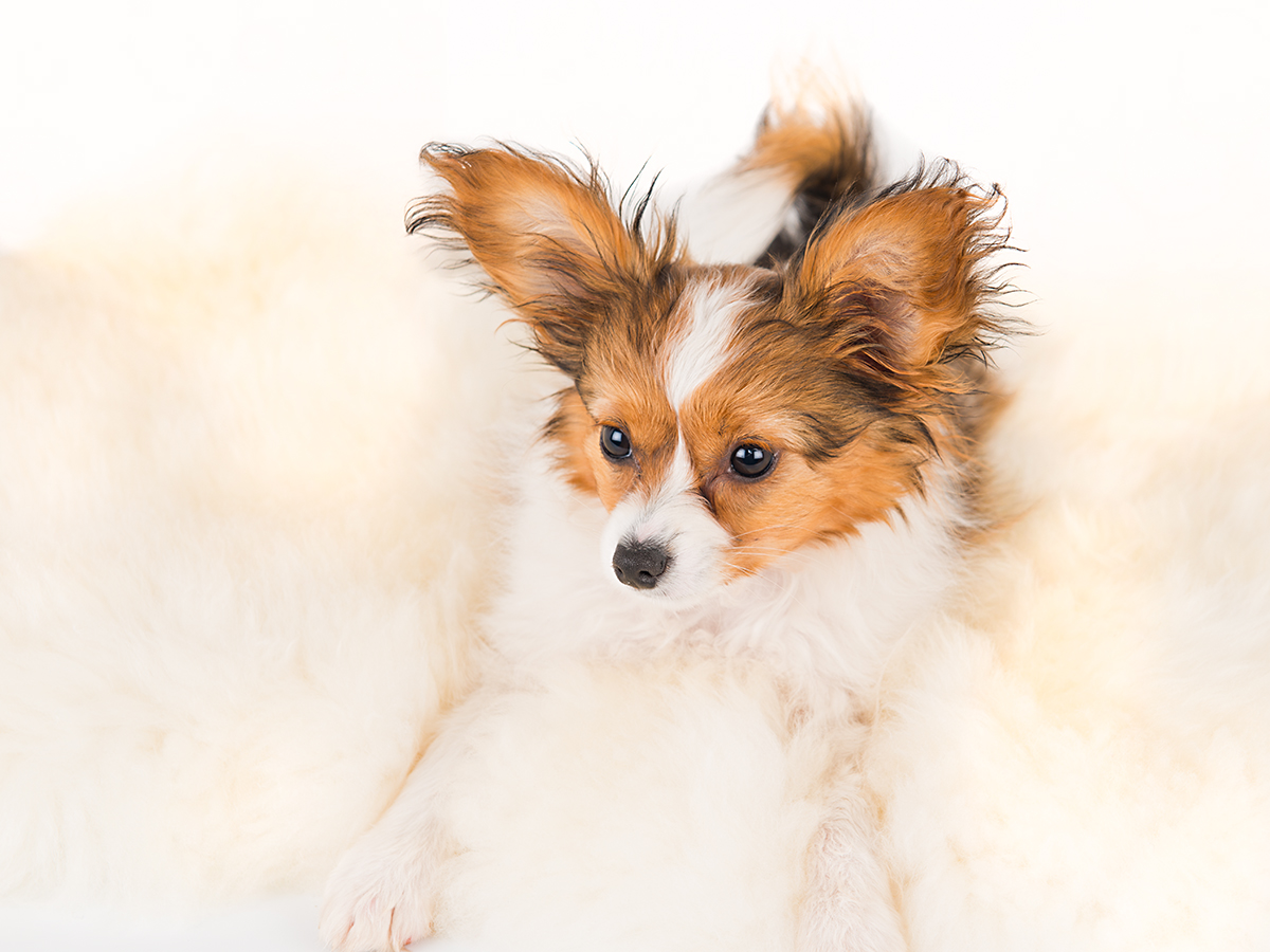 papillon puppy