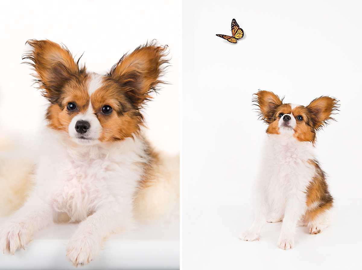 whangarei pet photo studio