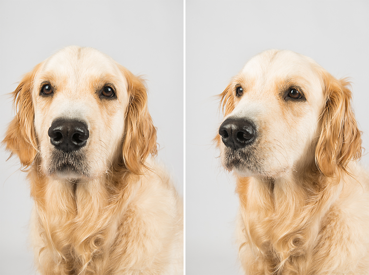 golden retriever head shot