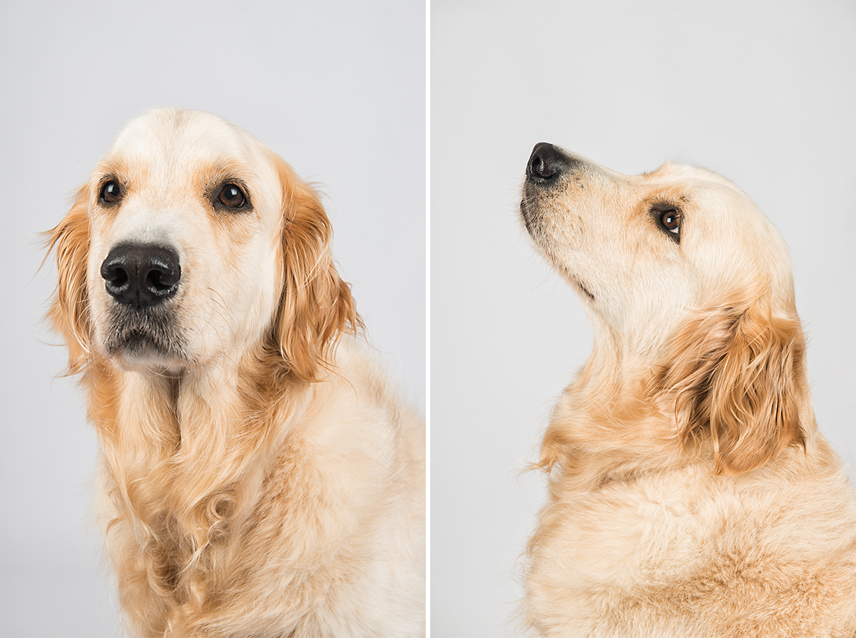 golden retriever portrait