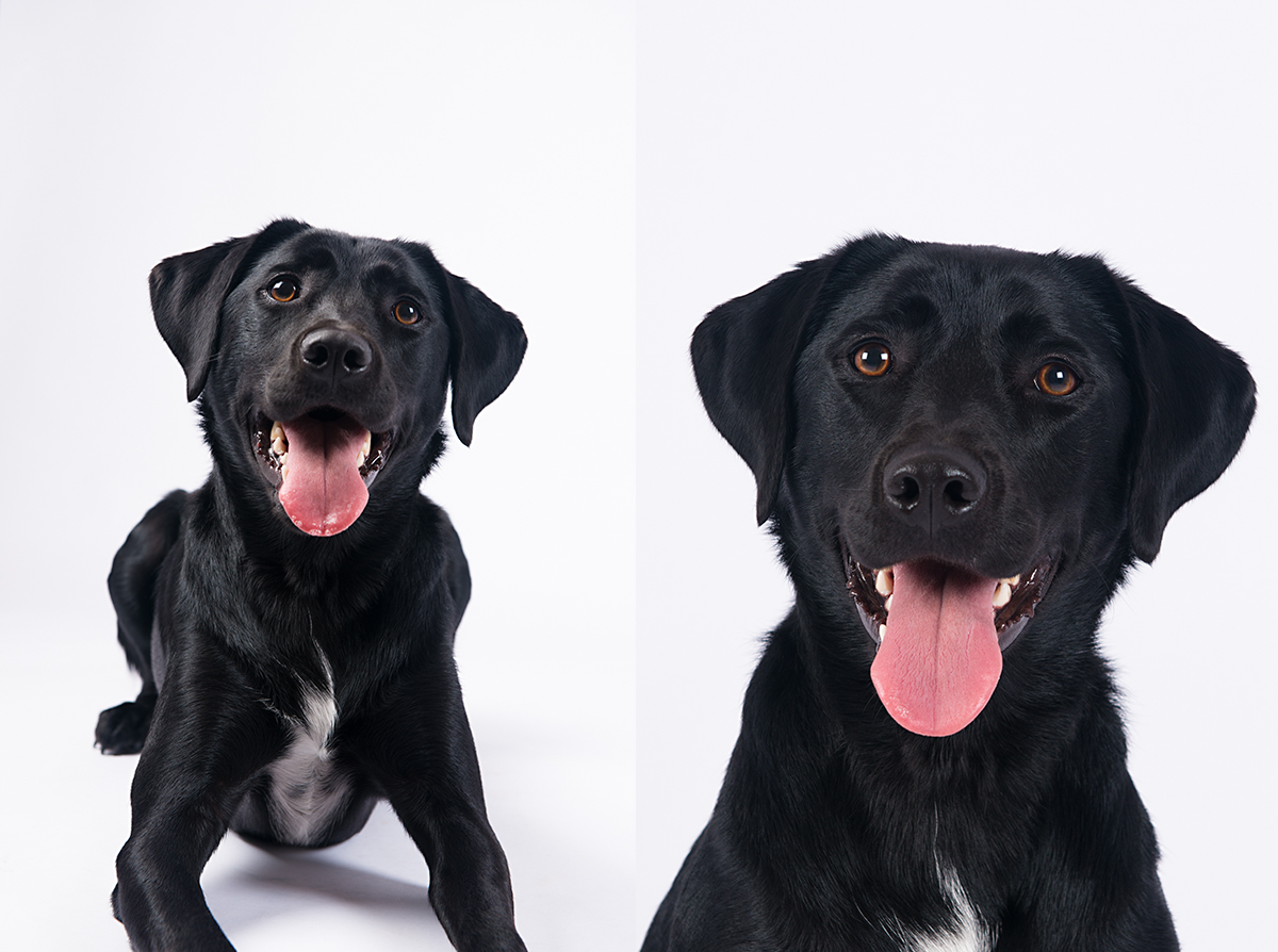 black labrador studio