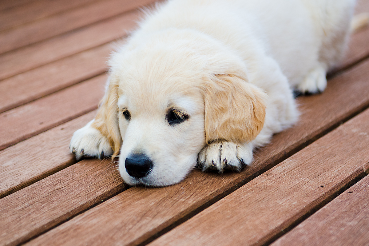golden retriever puppy on a deck