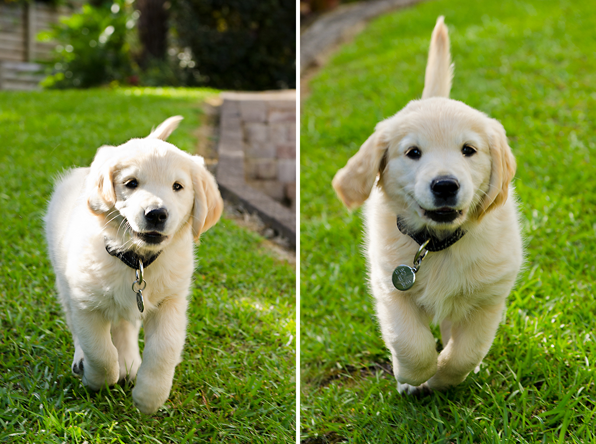 golden retriever puppy smiling