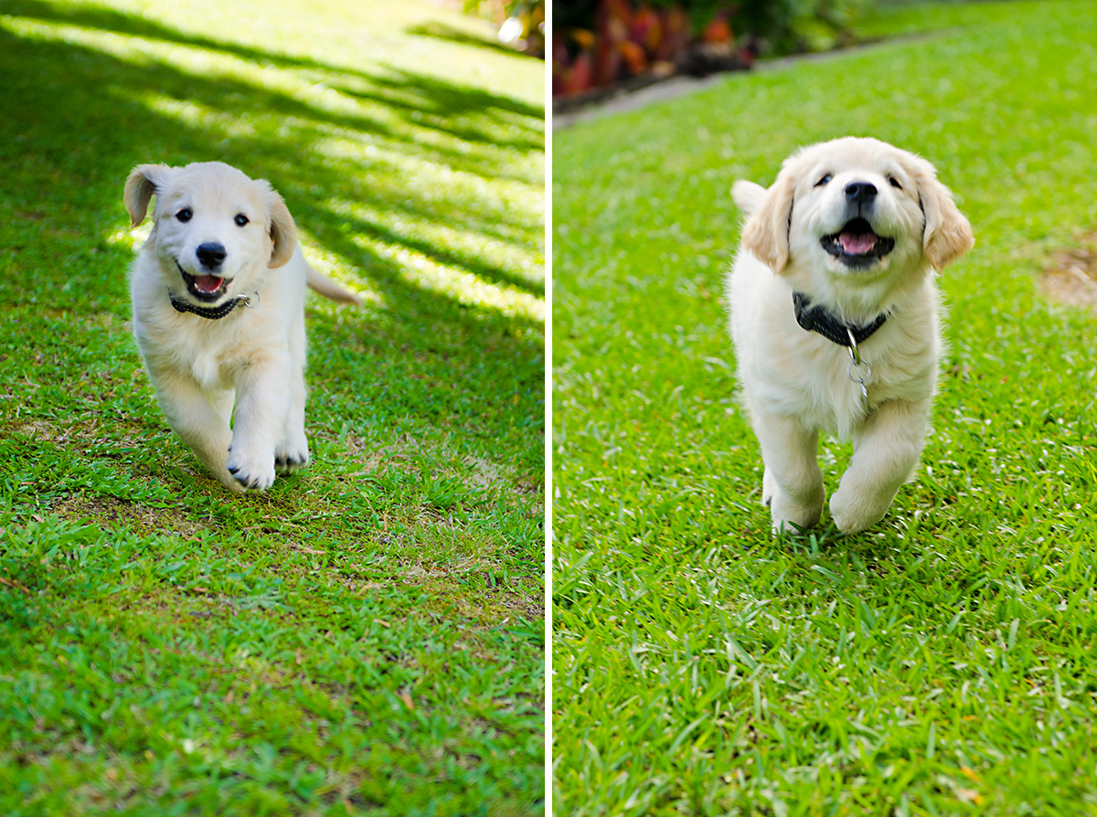 golden retriever puppy running