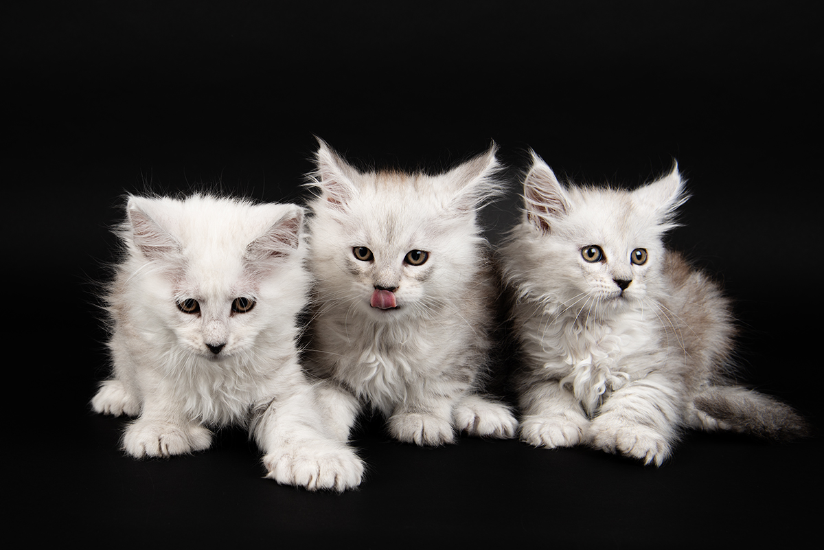 whangarei pet photographer