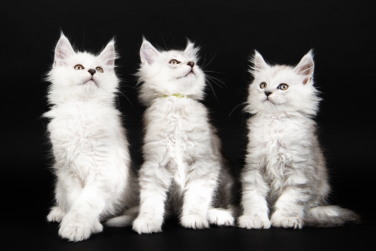 cats on black background