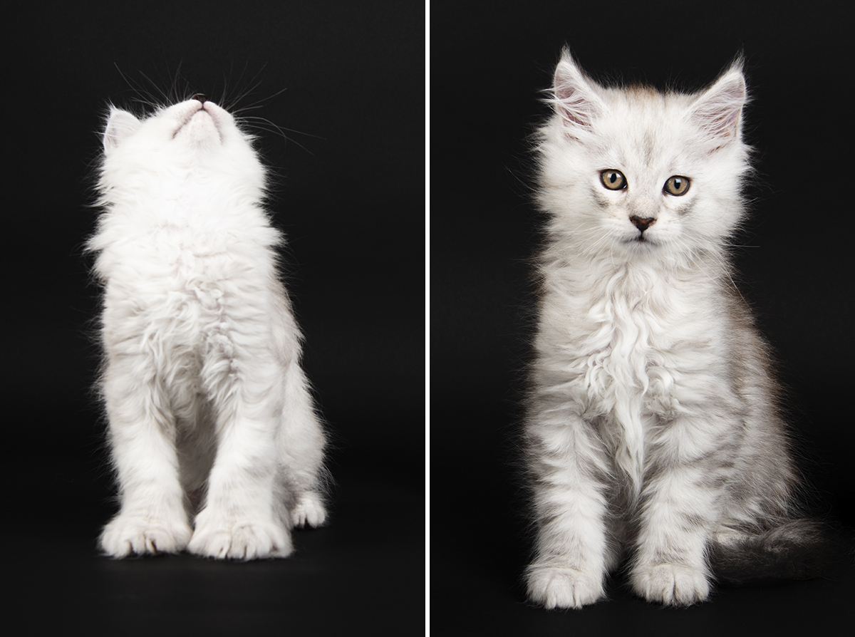 white cat portraits