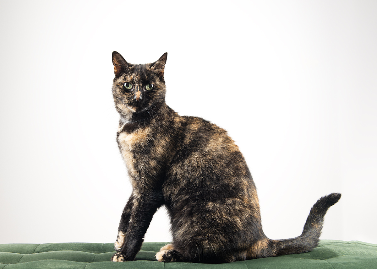 whangarei cat photographer