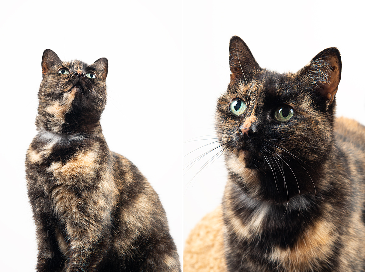 tortoiseshell cat