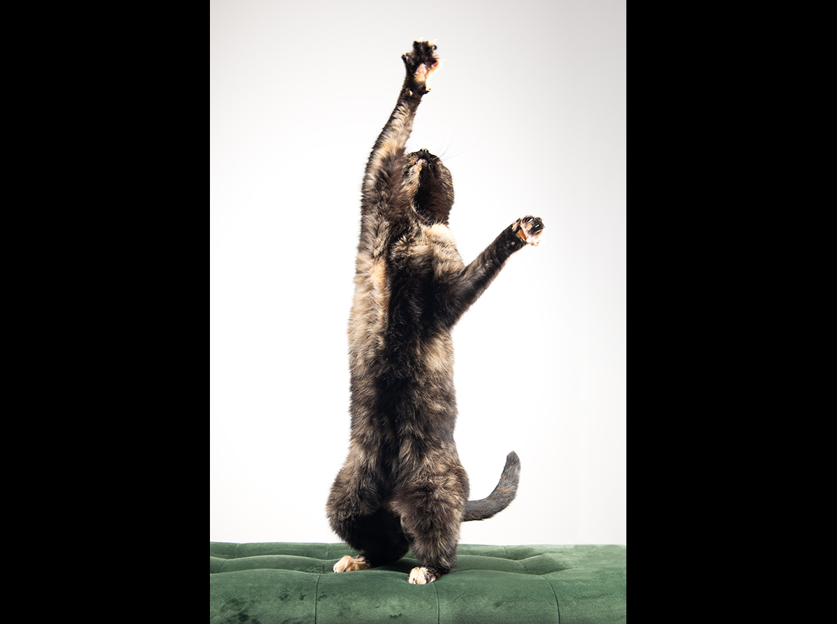 tortoiseshell cat playing