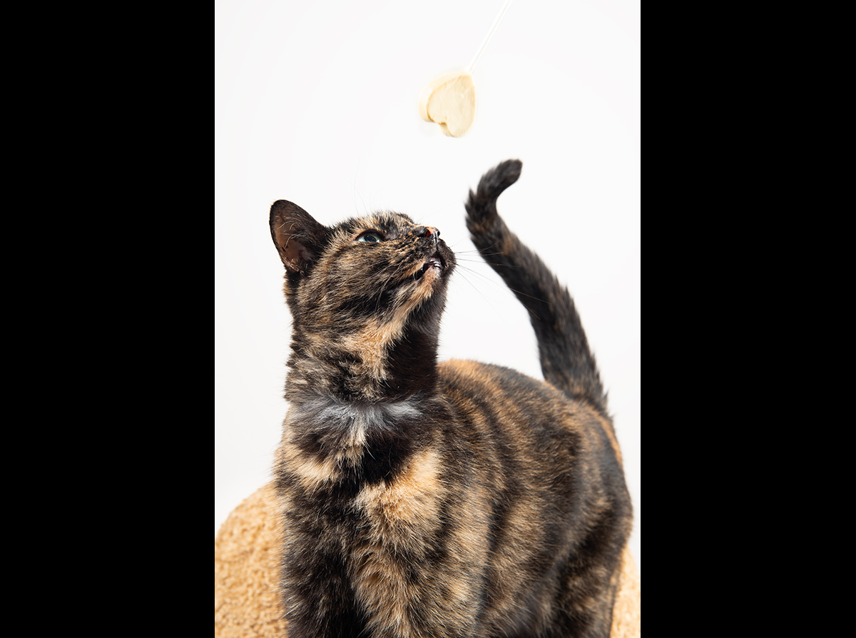 tortoiseshell cat on chair