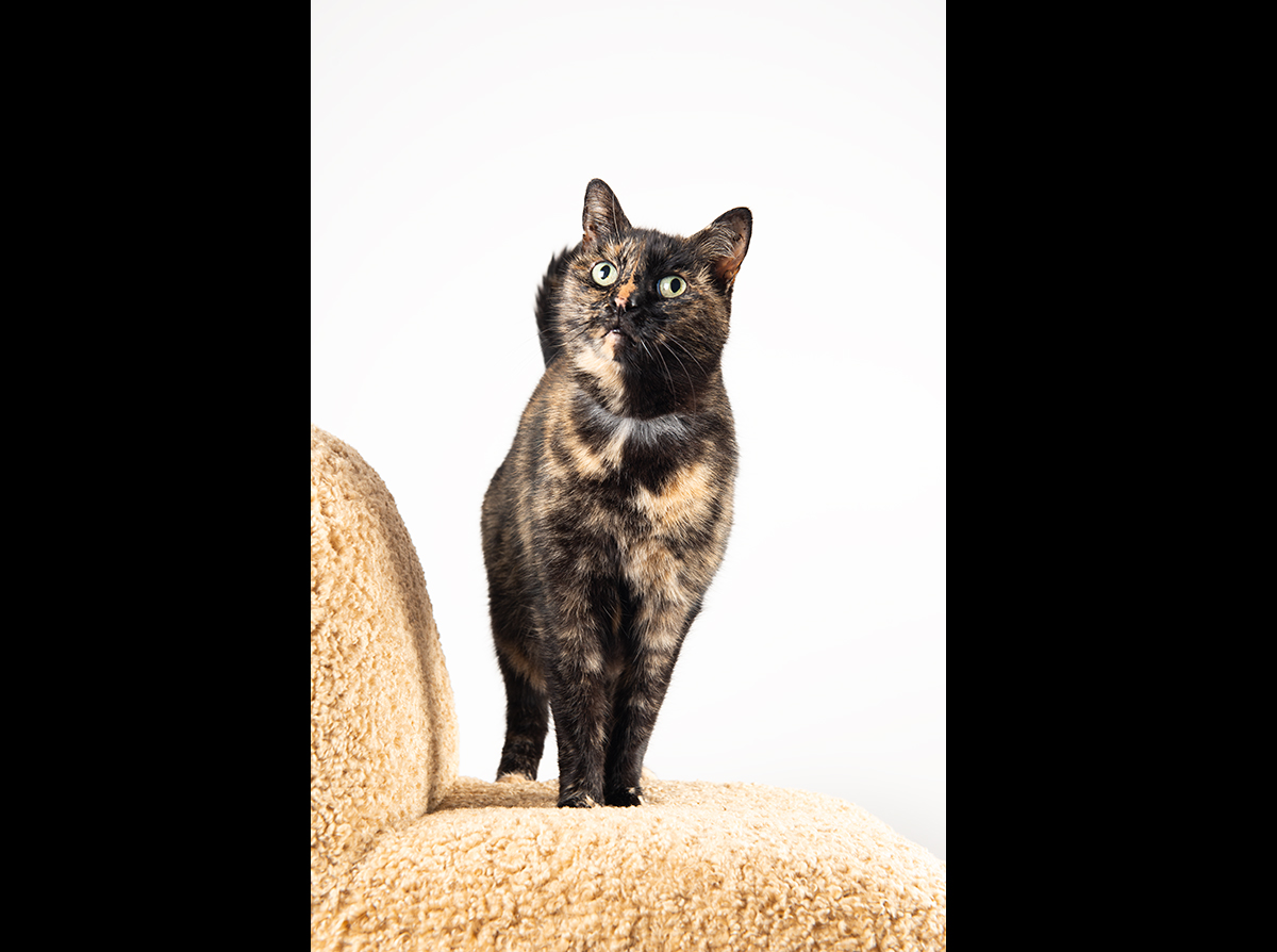 whangarei cat photographer