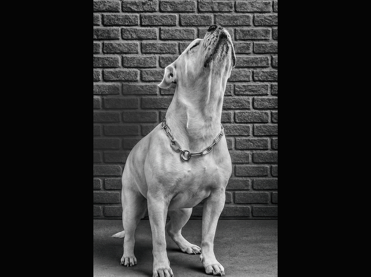 americal bulldog studio photo