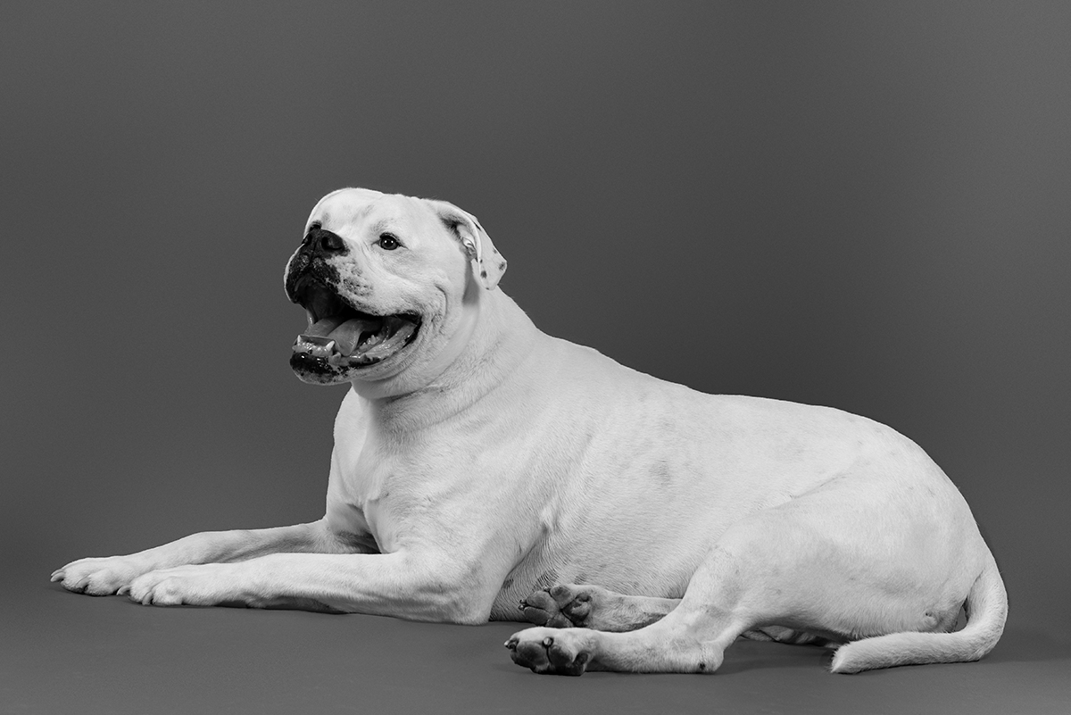 lying american bulldog