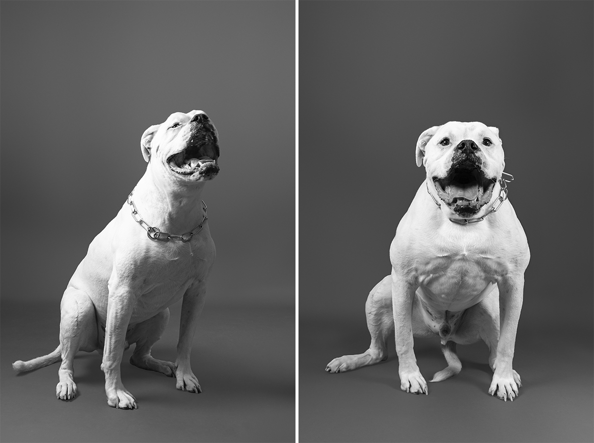 american bulldog grey background